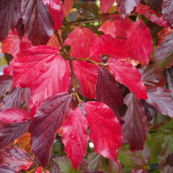 Parrotia persica 'Bella'