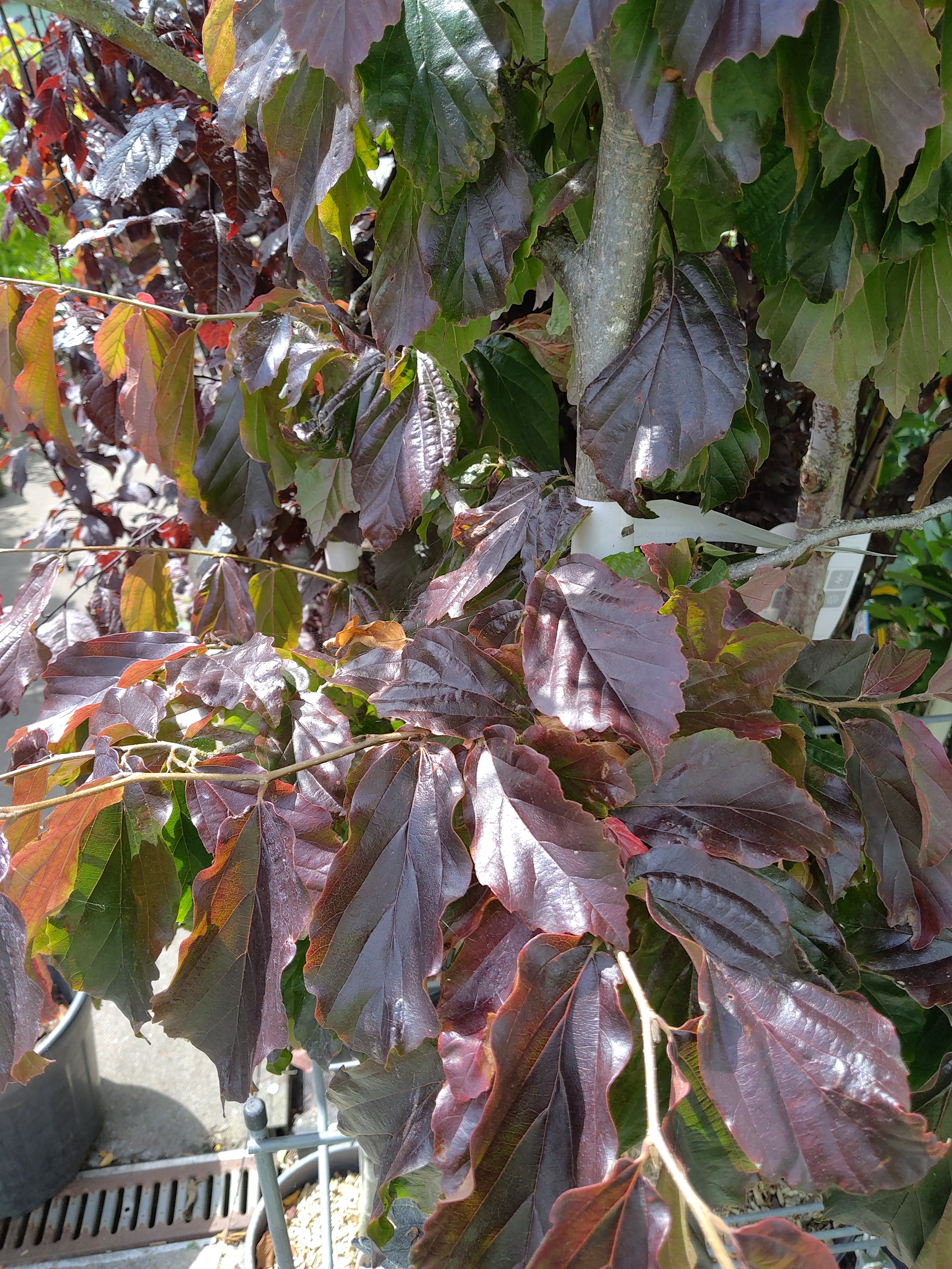 Parrotia persica 'Bella'