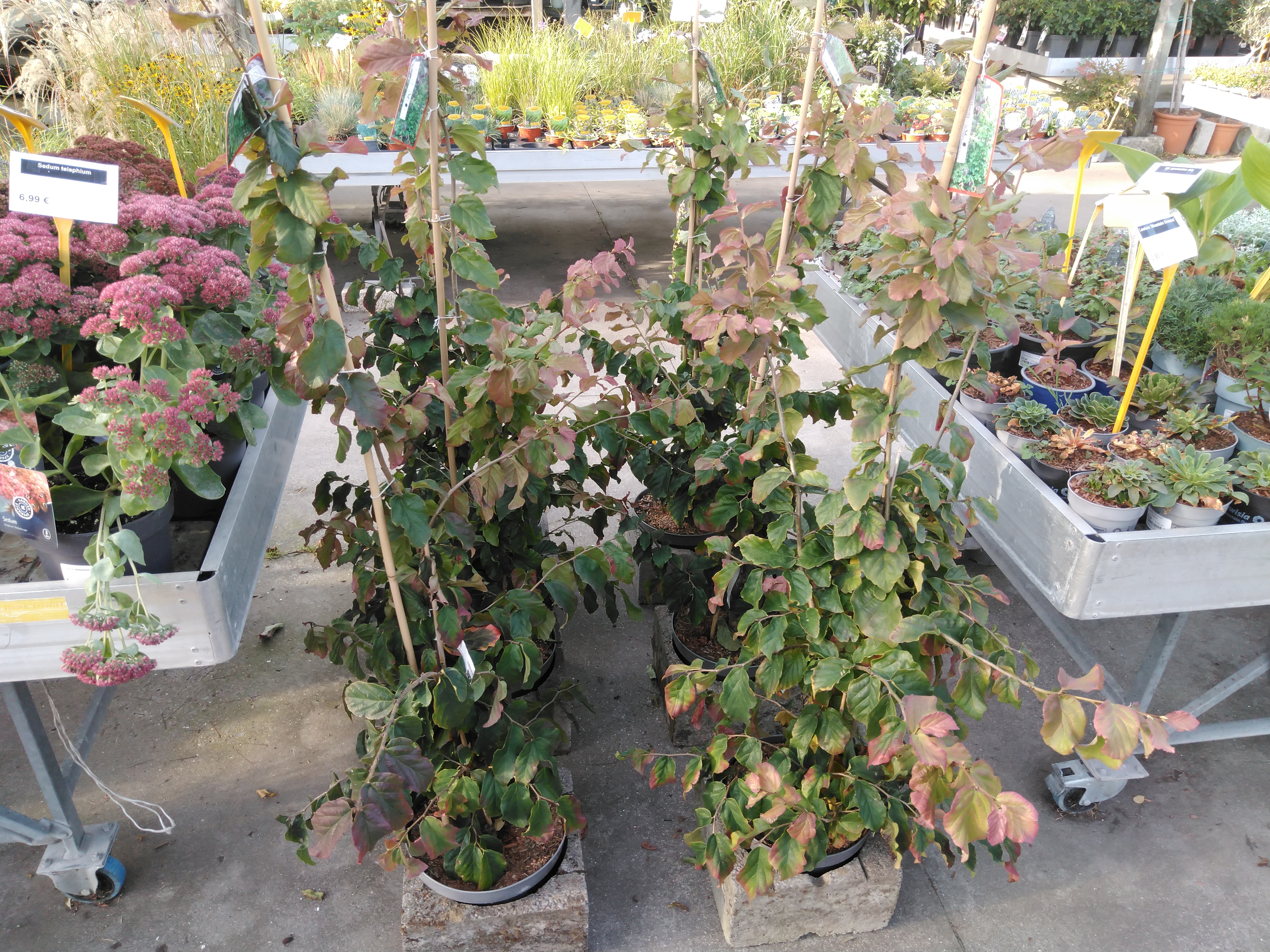 Parrotia persica Parrotia persica