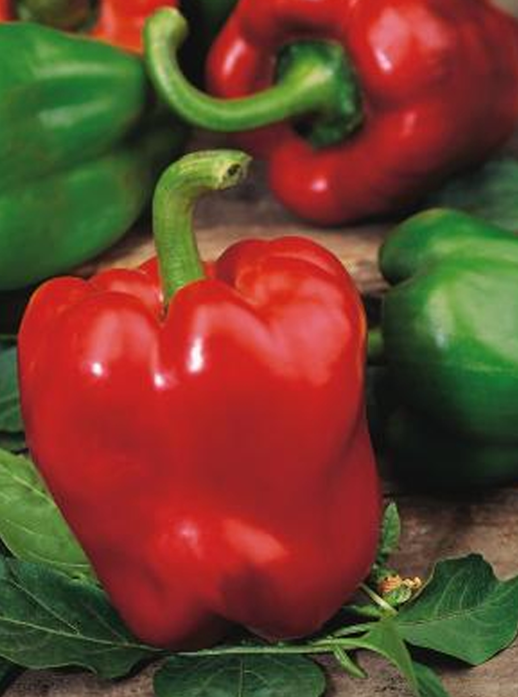 Paprika rood geënt 'Felipe' F1 - Poivron rouge greffé Paprika rood geënt 'Felipe' F1 - Poivron rouge greffé