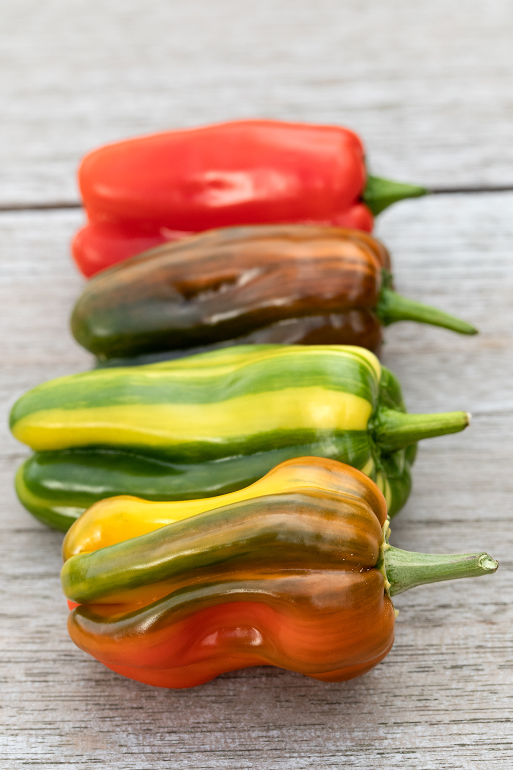 Paprika gestreept 'Leon' F1 Paprika gestreept 'Leon' F1