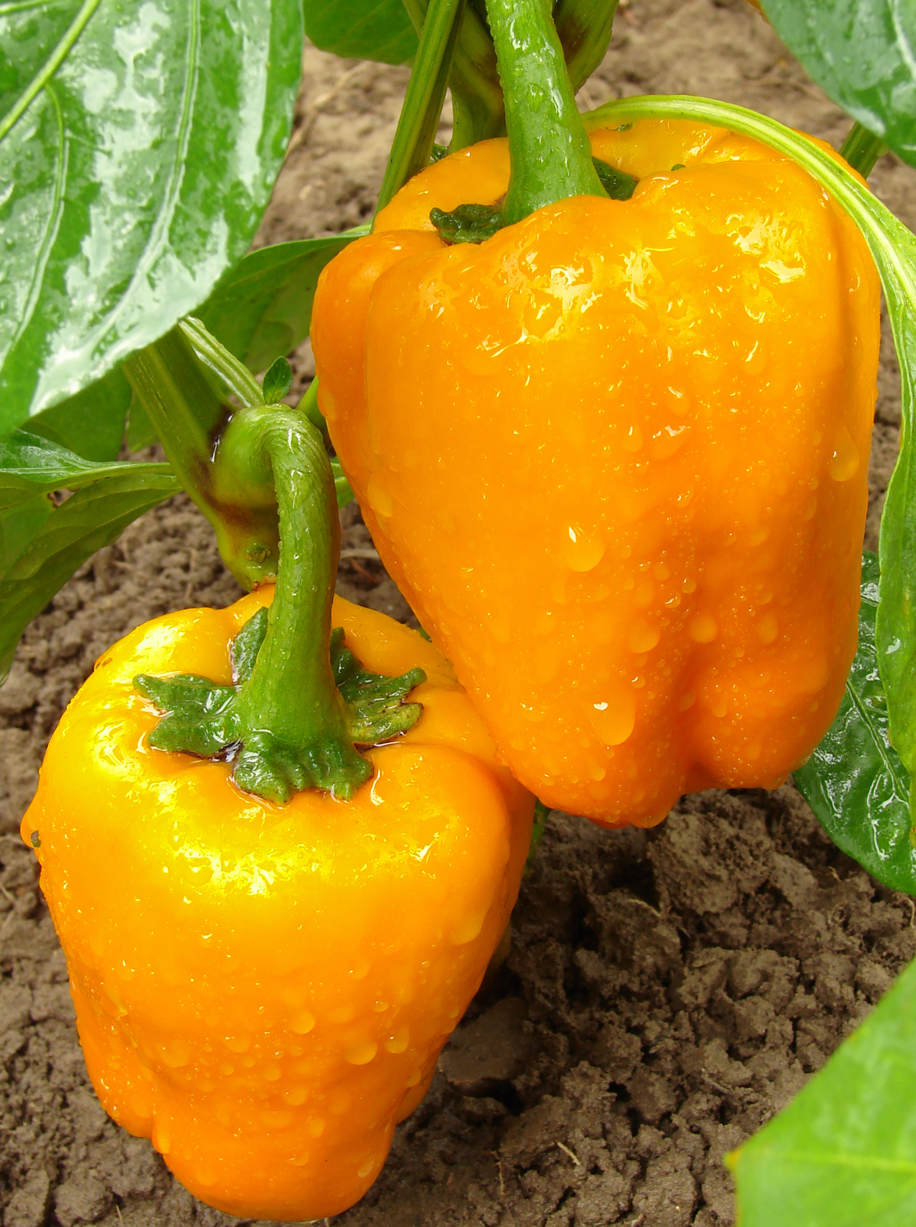 Paprika oranje 'Ariane' F1  - Poivron orange