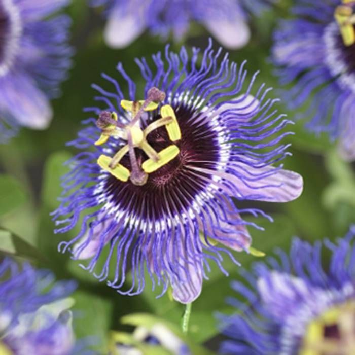 Passiflora 'Purple Rain' Passiflora 'Purple Rain'