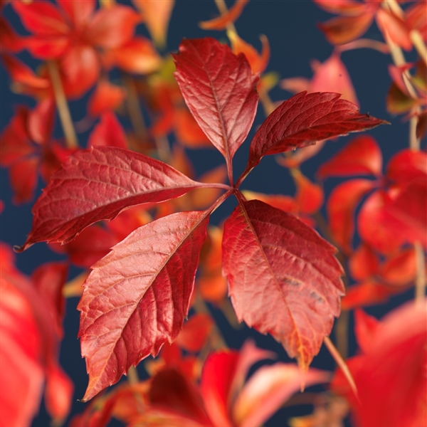 Parthenocissus qui. 'Engelmannii' Parthenocissus qui. 'Engelmannii'