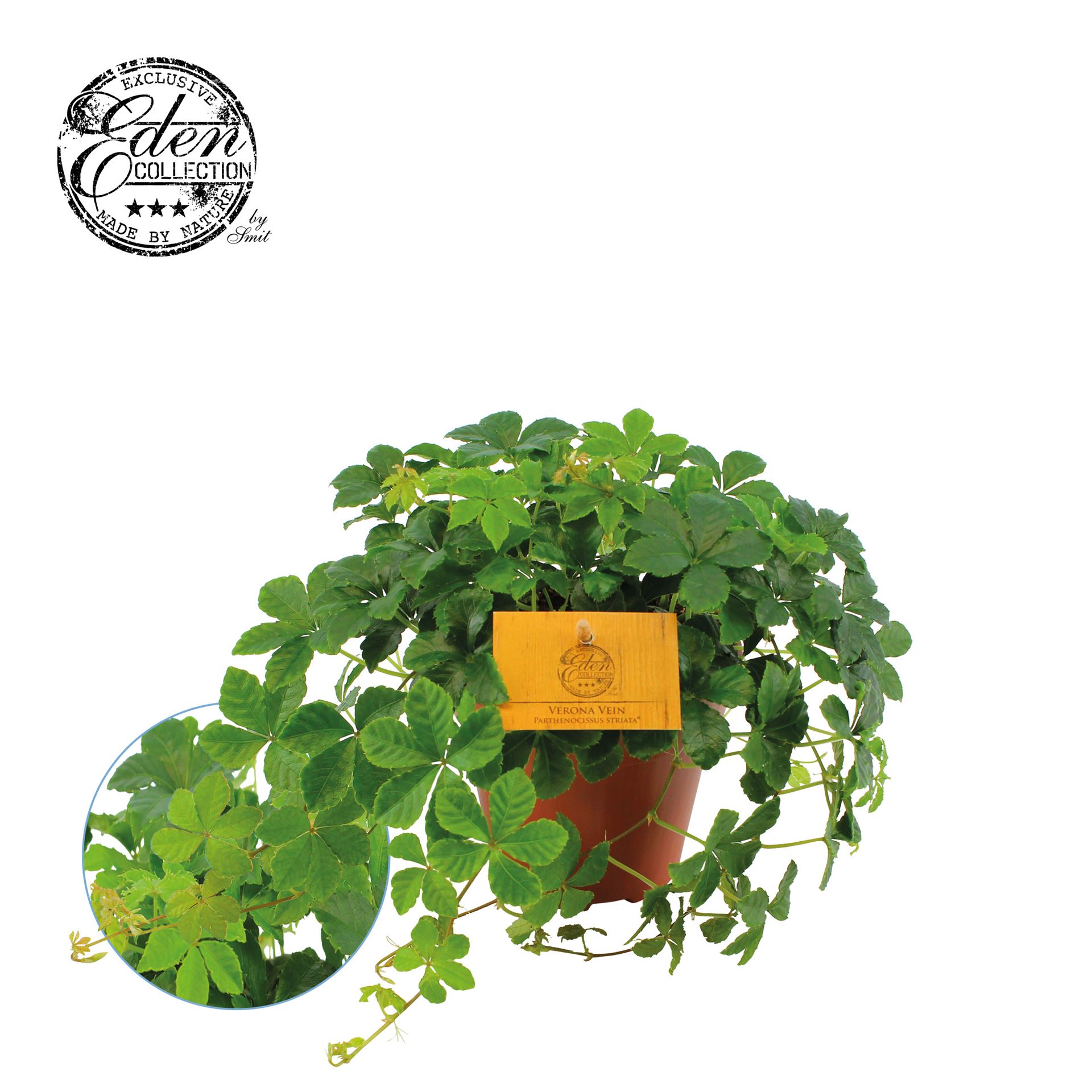 Parthenocissus 'Sugar Vine' .