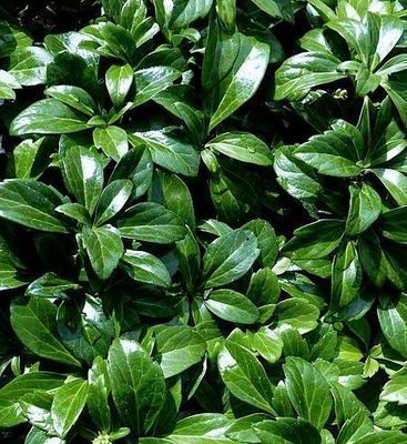 Pachysandra term. 'Green Carpet' Pachysandra term. 'Green Carpet'
