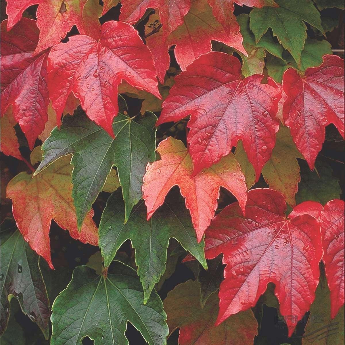 Parthenocissus tri. 'Veitchii'