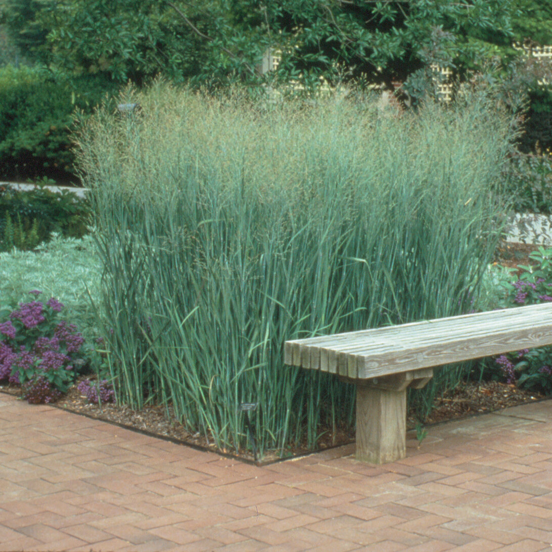 Panicum virgatum 'Heavy Metal' Panicum virgatum 'Heavy Metal'