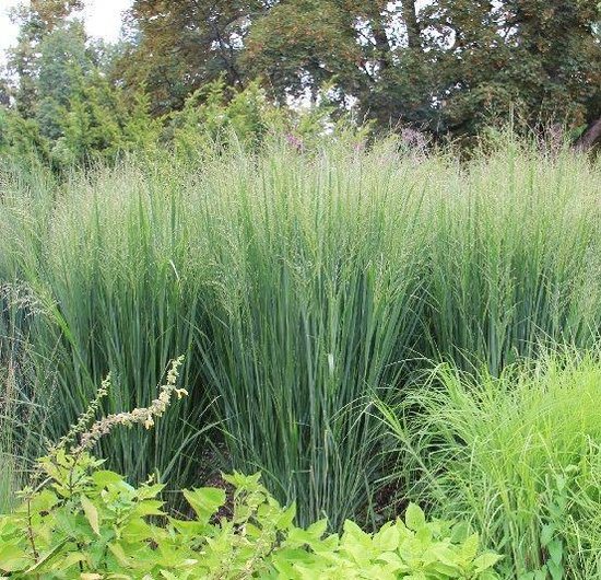 Panicum virgatum 'Northwind'
