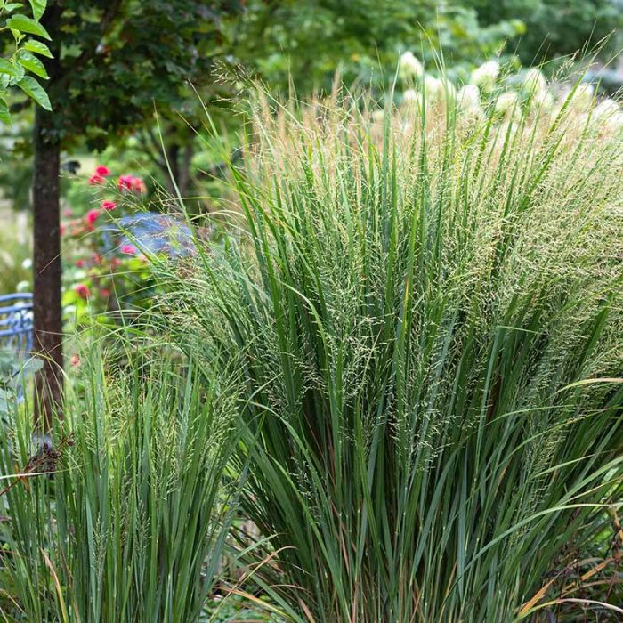 Panicum virgatum 'Northwind'