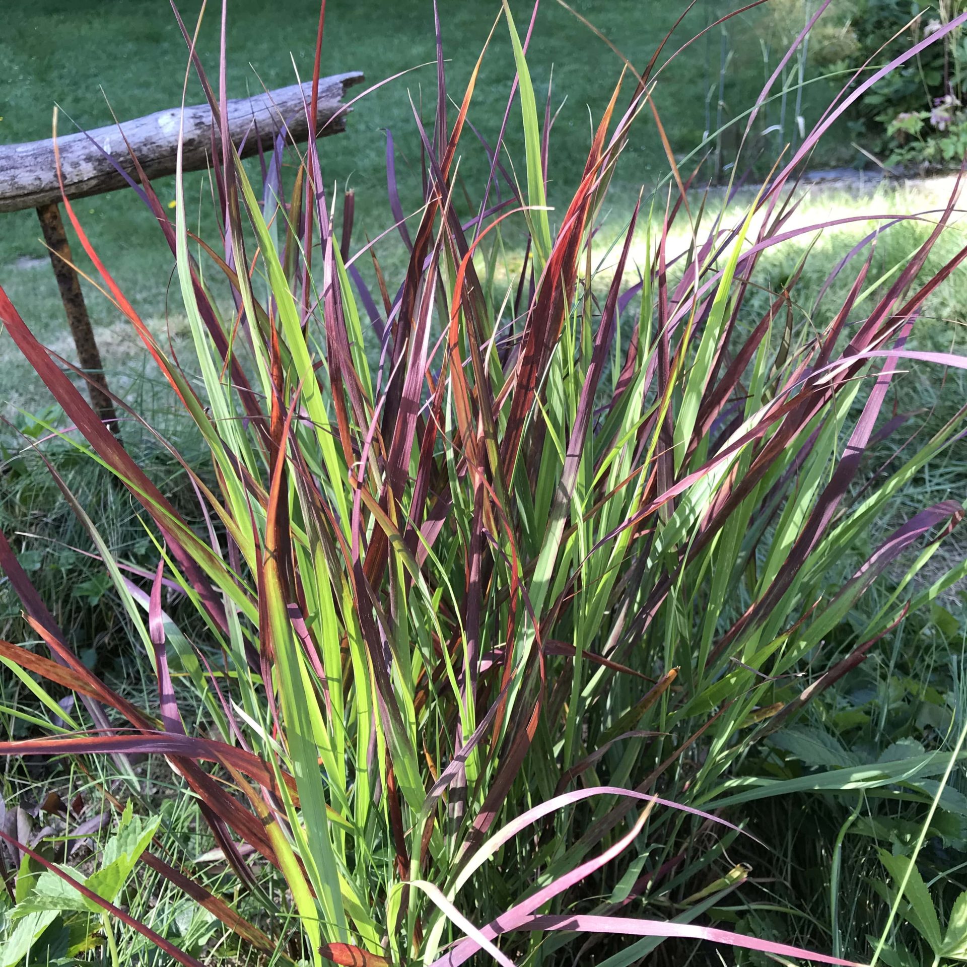 Panicum virgatum 'Oxblood Autumn'