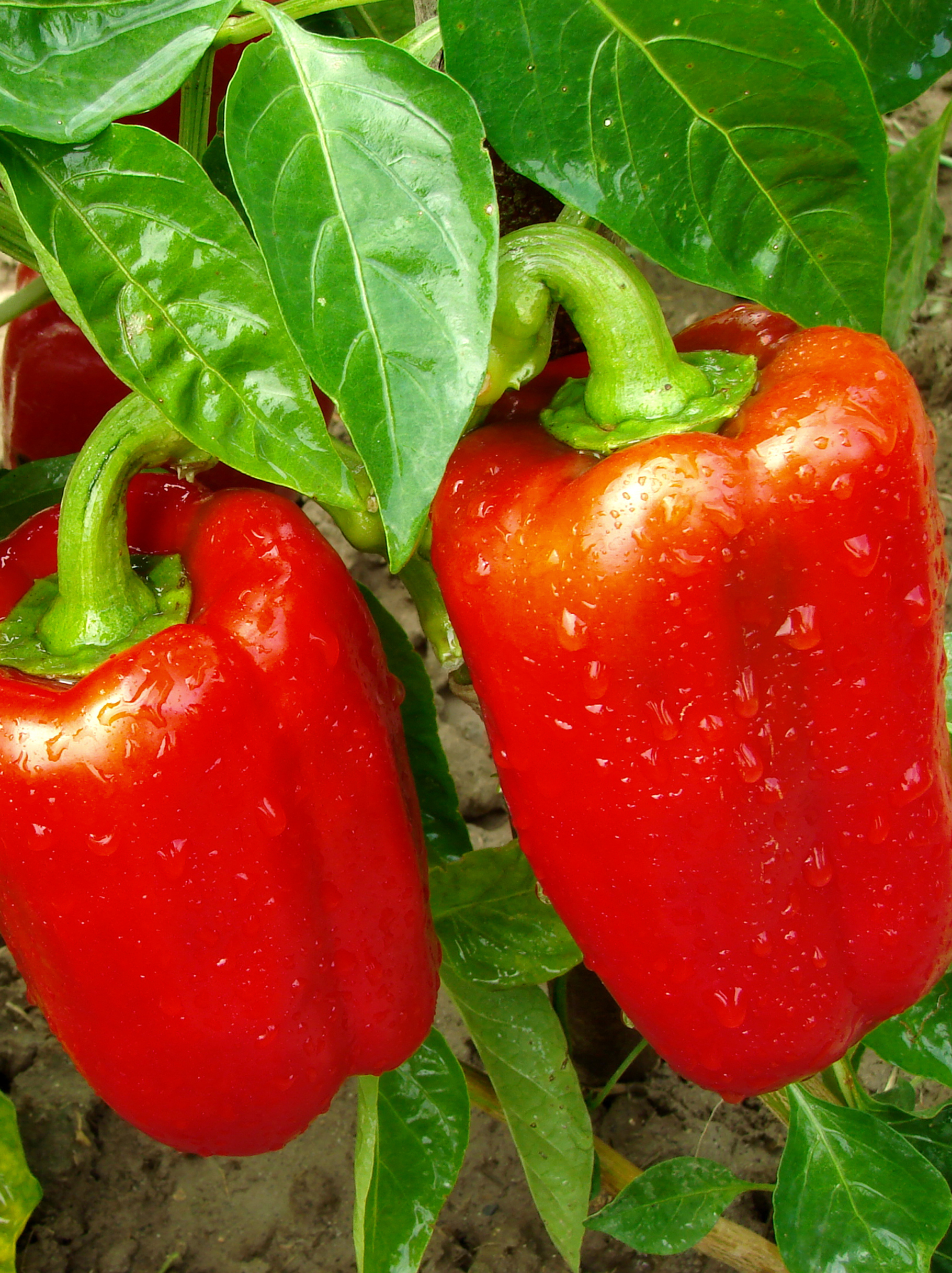 Paprika rood 'Yolo Wonder' Paprika rood 'Yolo Wonder'