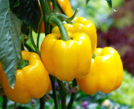 Paprika Geel - Poivron jaune