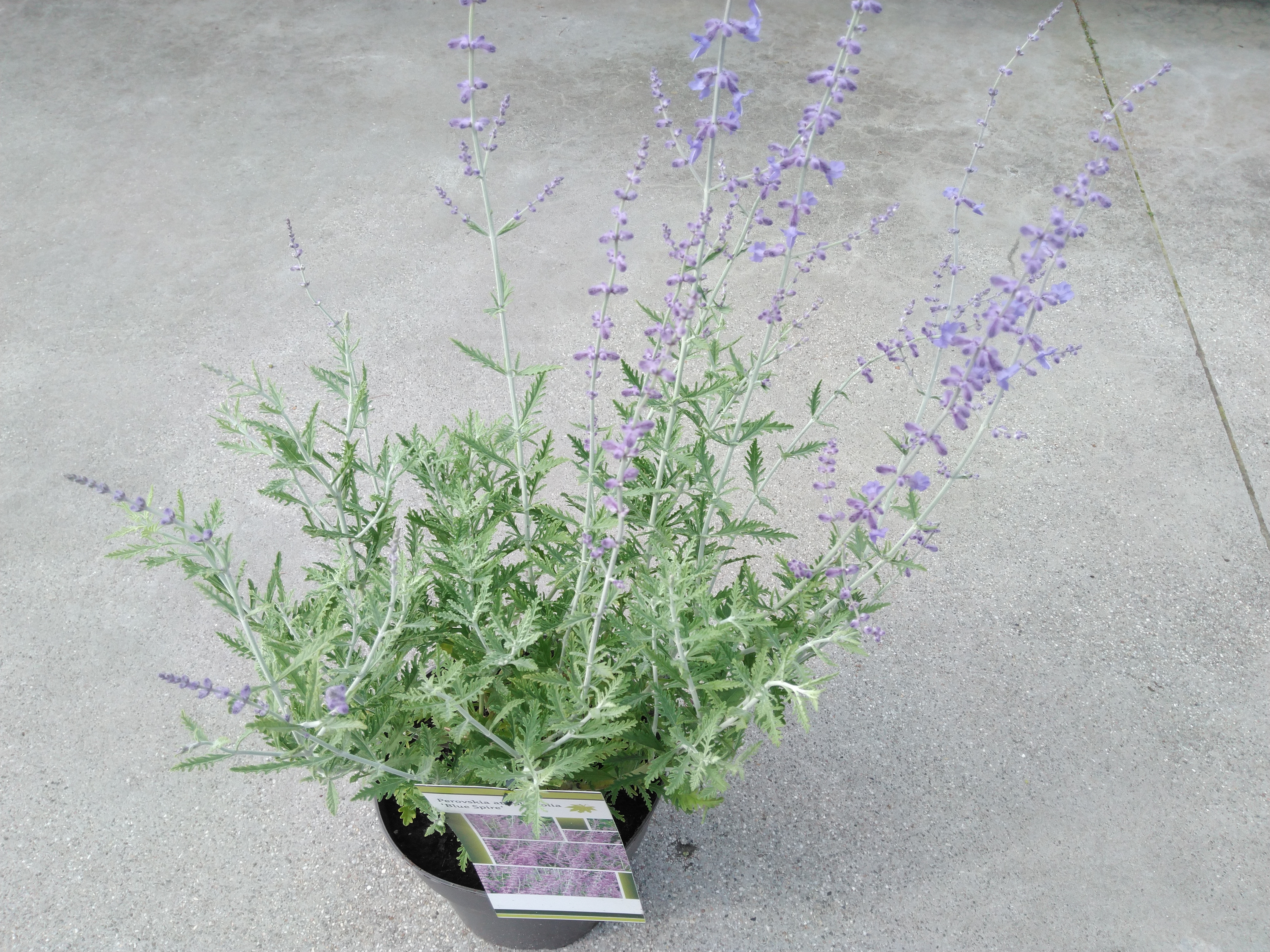 Perovskia atripl. 'Blue Spire'