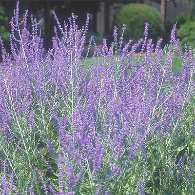Perovskia atripl. 'Blue Spire'