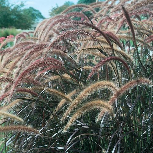 Pennisetum x advena 'Rubrum' Pennisetum x advena 'Rubrum'