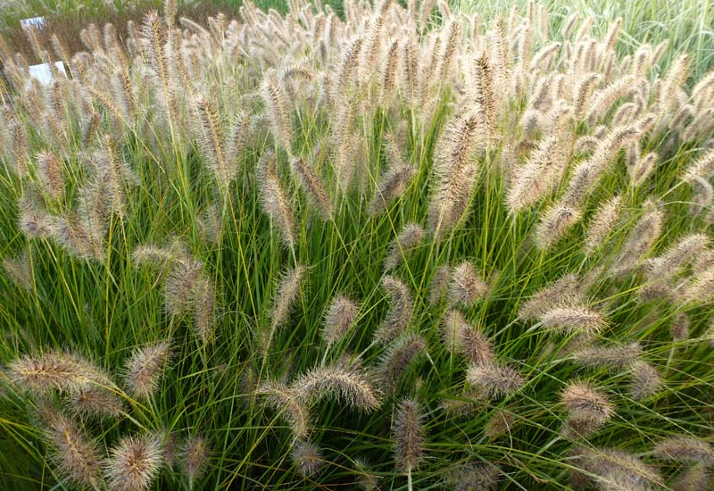 Pennisetum alop. 'Gelbstiel' Pennisetum alop. 'Gelbstiel'