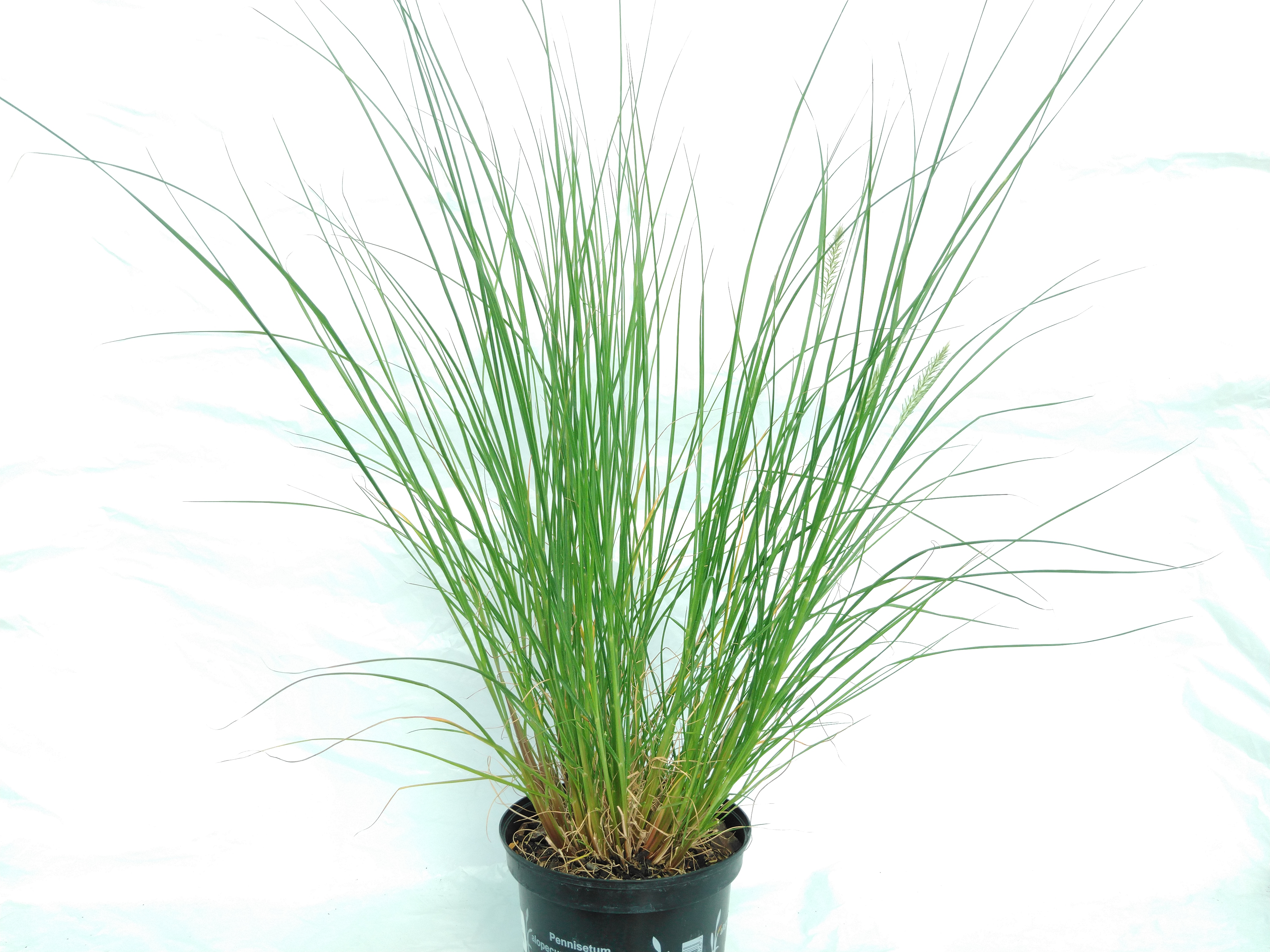 Pennisetum alop. 'Hameln'