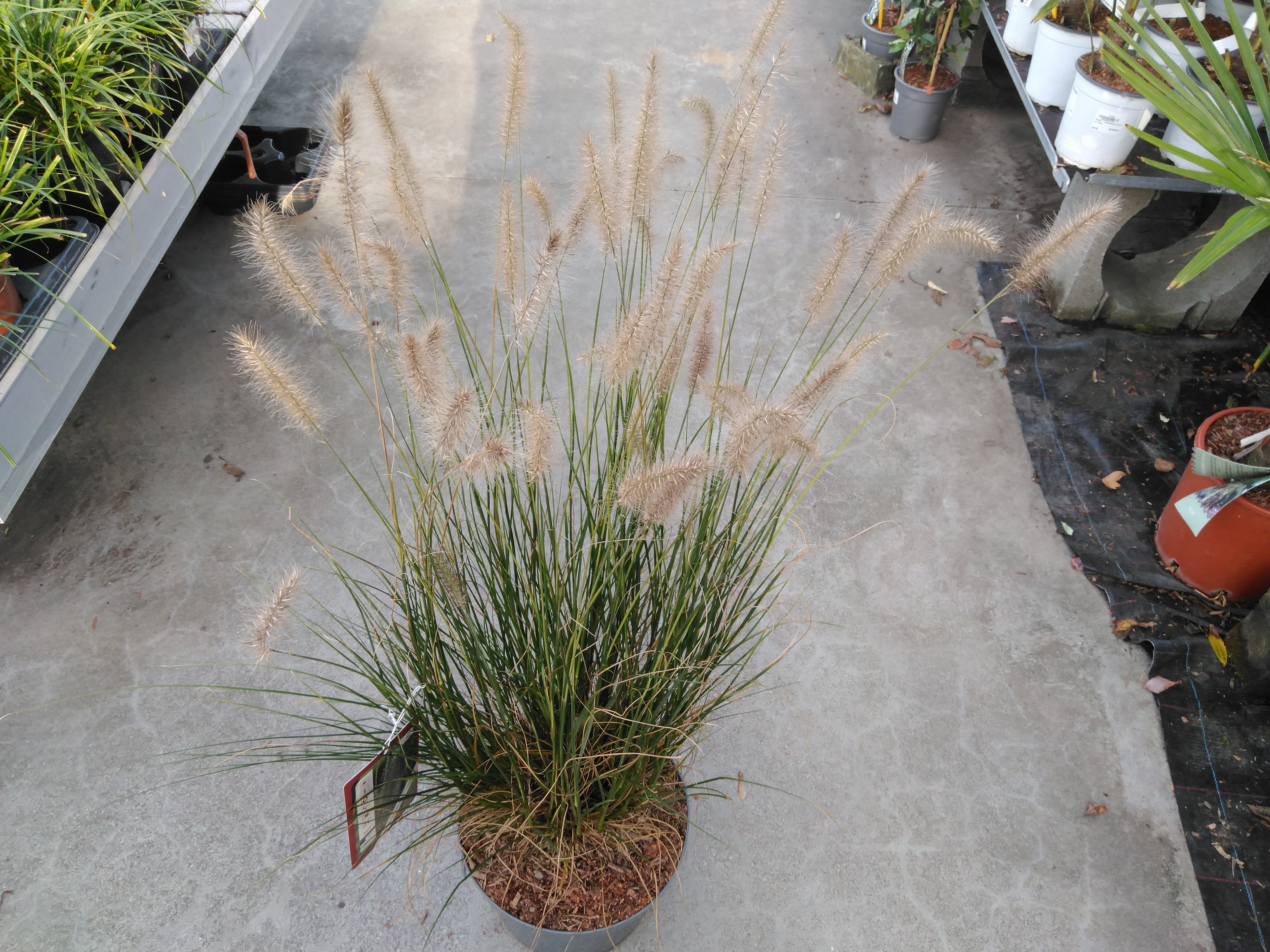 Pennisetum alop. 'Hameln'