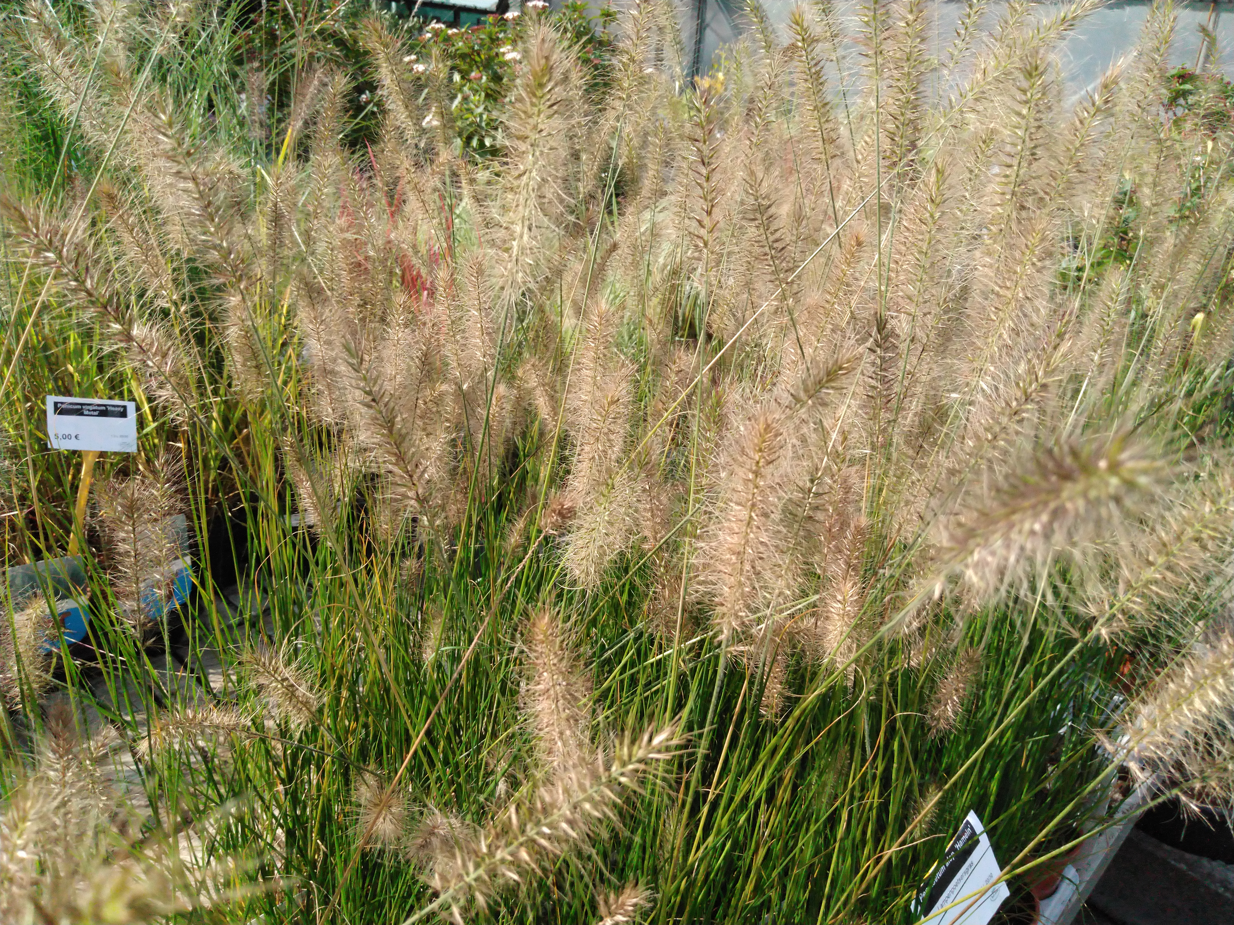 Pennisetum alop. 'Hameln'