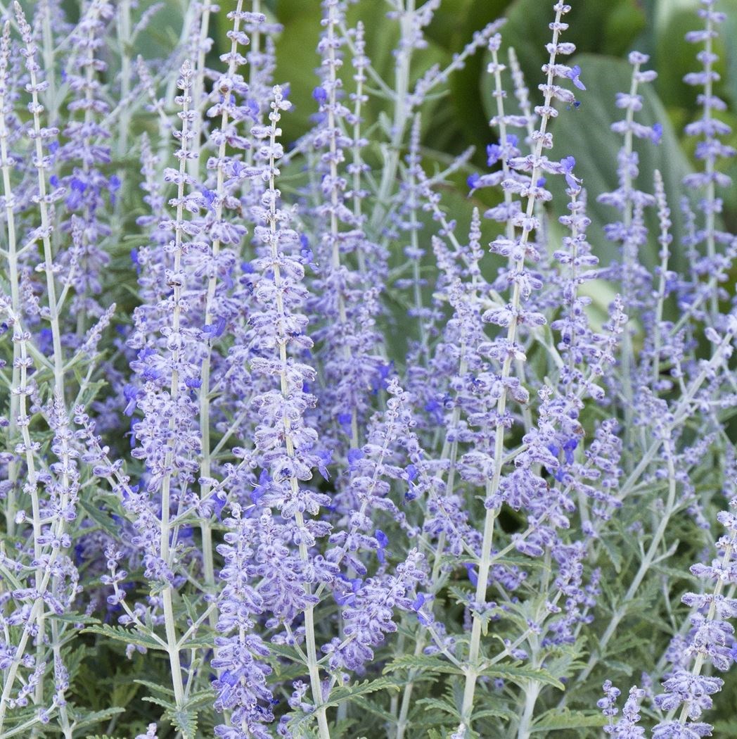 Perovskia atriplicif. 'Lacey Blue'  ®