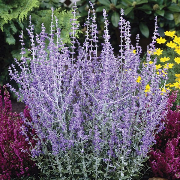 Perovskia Atriplicif. ´Little Spire´® Perovskia Atriplicif. ´Little Spire´®