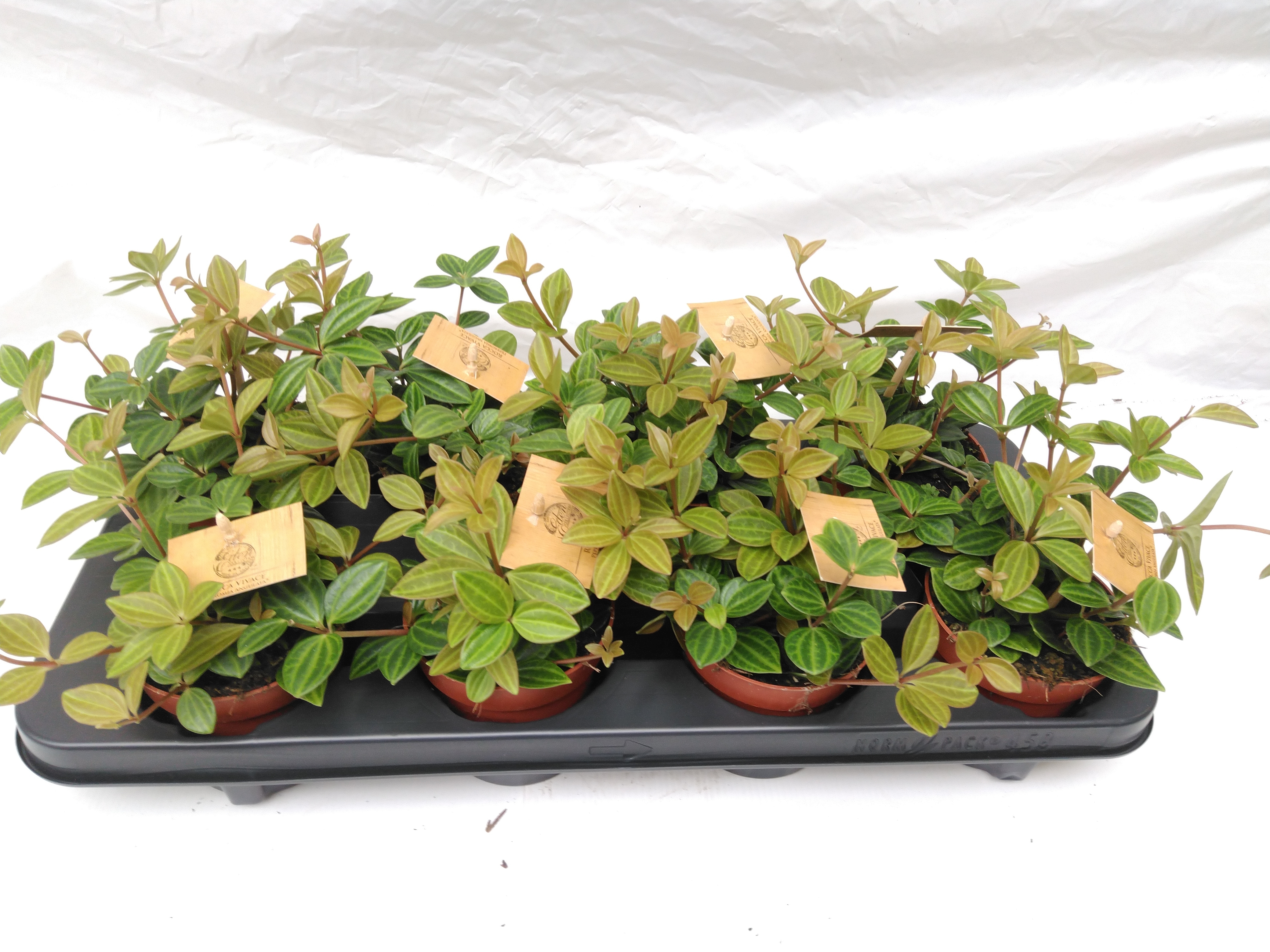 Peperomia angulata Peperomia angulata