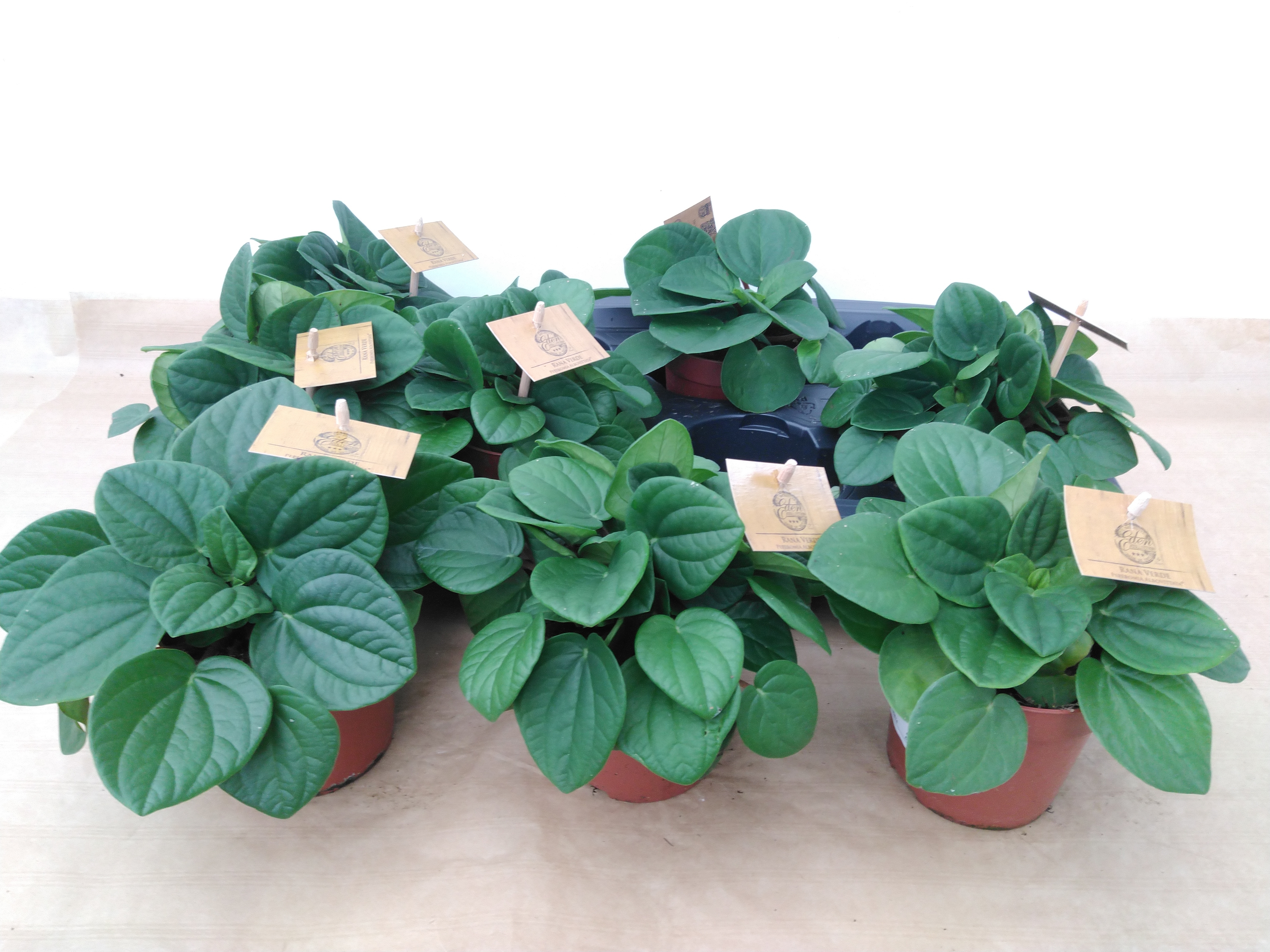 Peperomia albov. 'Rana Verde' .