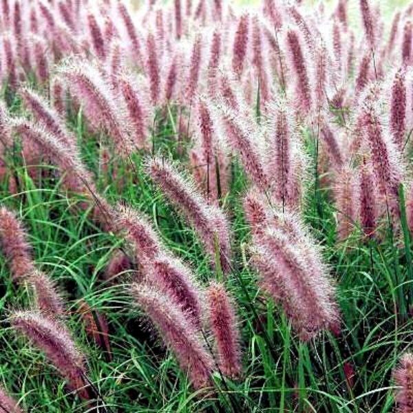 Pennisetum alop. 'Red Head' Pennisetum alop. 'Red Head'