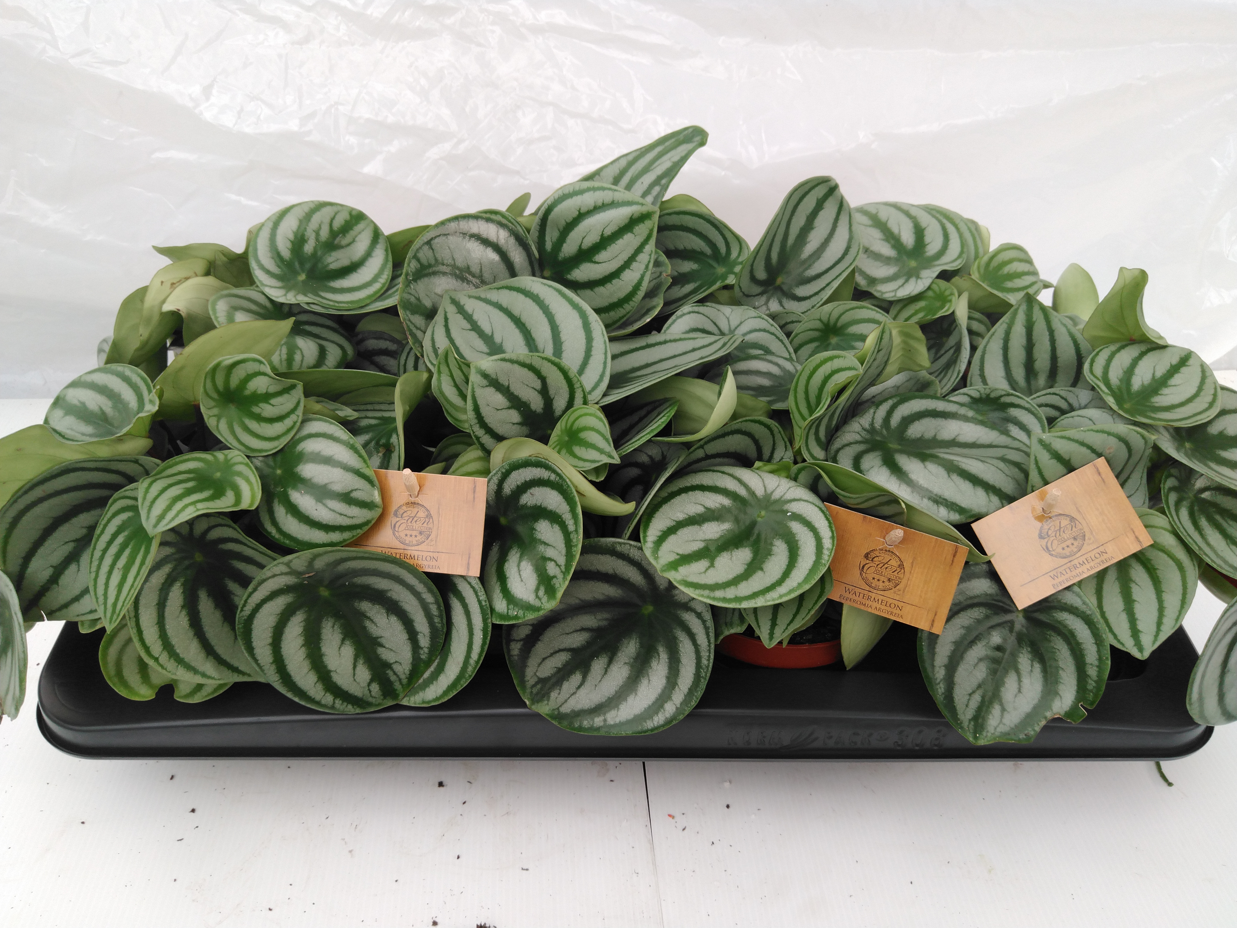 Peperomia TDL Argyreia Peperomia TDL Argyreia