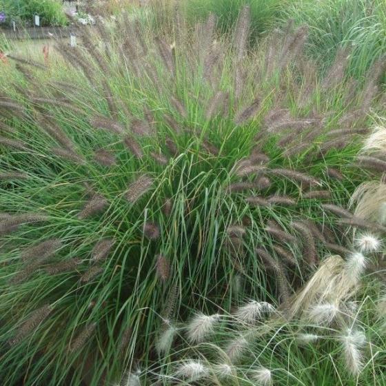 Pennisetum alop. 'Viridescens' Pennisetum alop. 'Viridescens'
