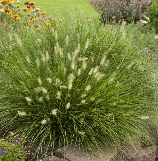 Pennisetum 'Little Bunny'