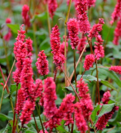 Persicaria ampl. 'J.S. Caliente' ®