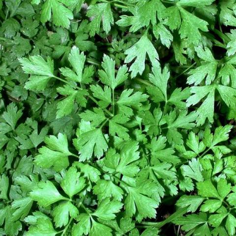 Petroselinum crispum 'Italian' - Platte peterselie - Persil plat Petroselinum crispum 'Italian' - Platte peterselie - Persil plat
