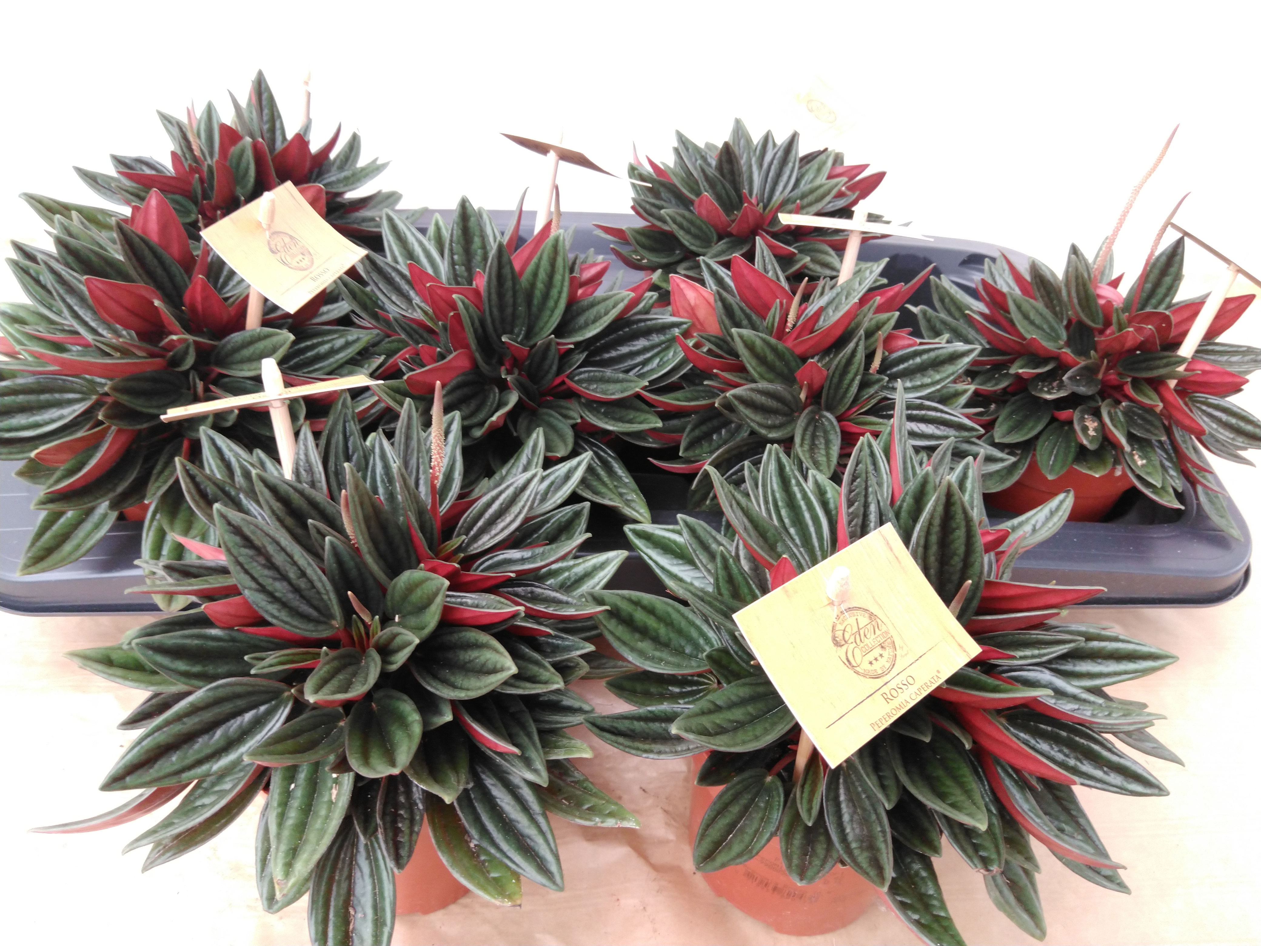 Peperomia caperata 'Rosso' . Peperomia caperata 'Rosso' .