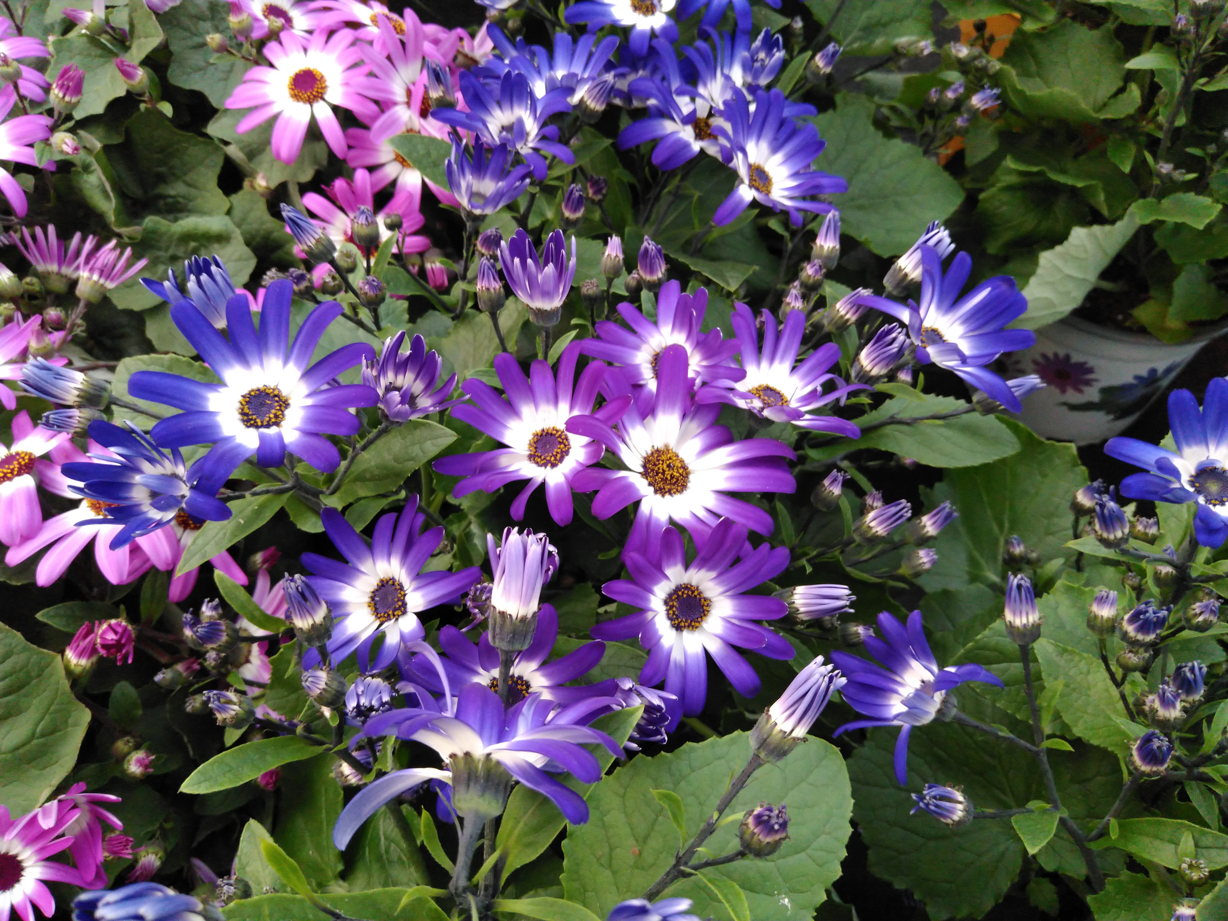 Pericallis CR 'Senetti Violet Bicolor'