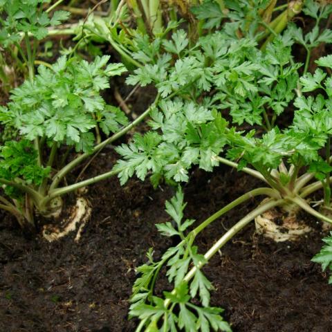 Petroselinum cr. var. tuberosum Petroselinum cr. var. tuberosum