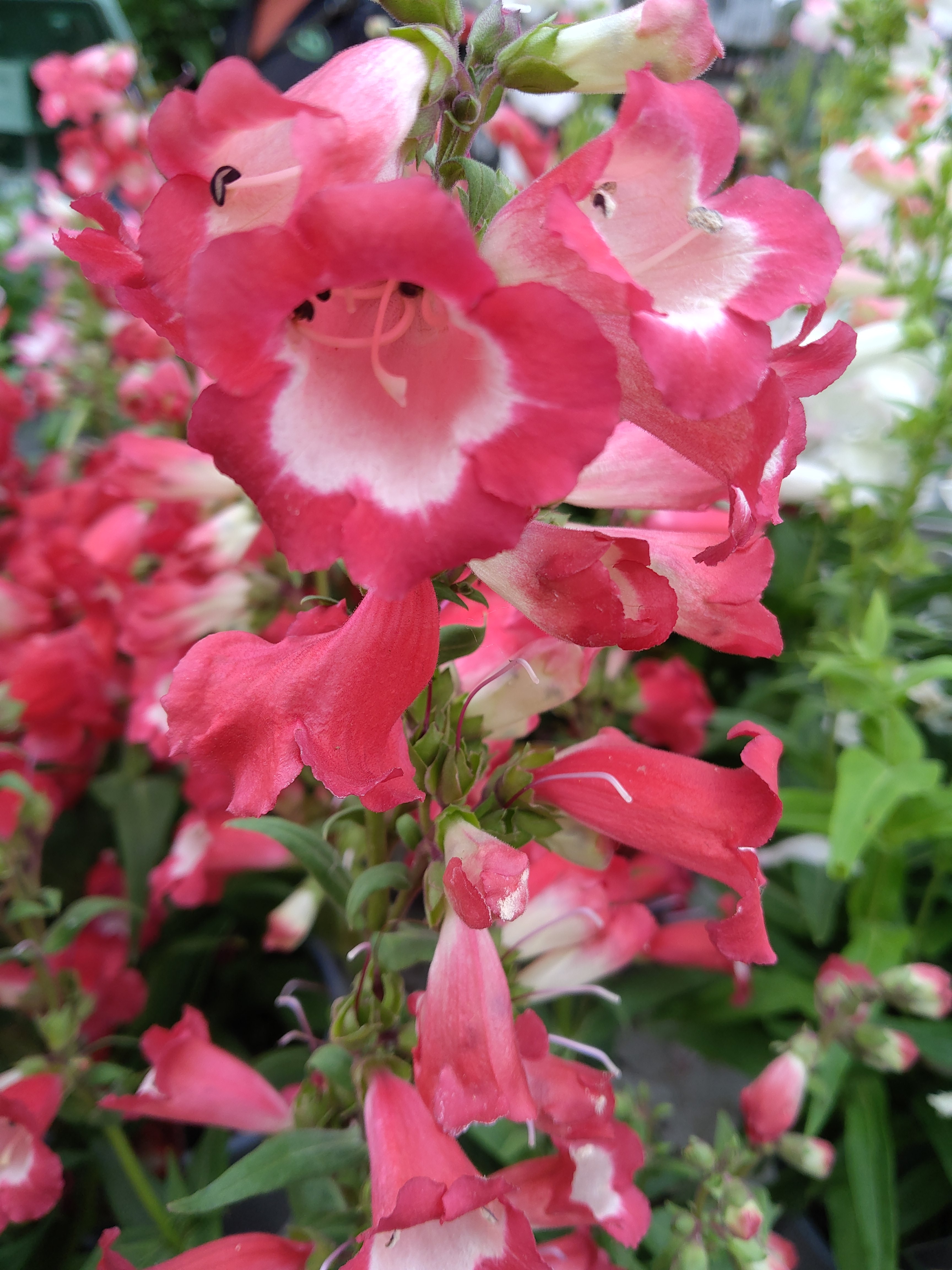Penstemon 'Hertwegii Red'  - rood/rouge