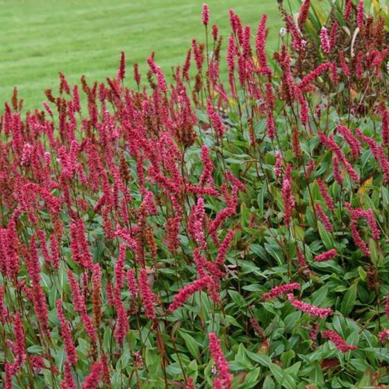 Persicaria ampl. 'Inverleith' Persicaria ampl. 'Inverleith'