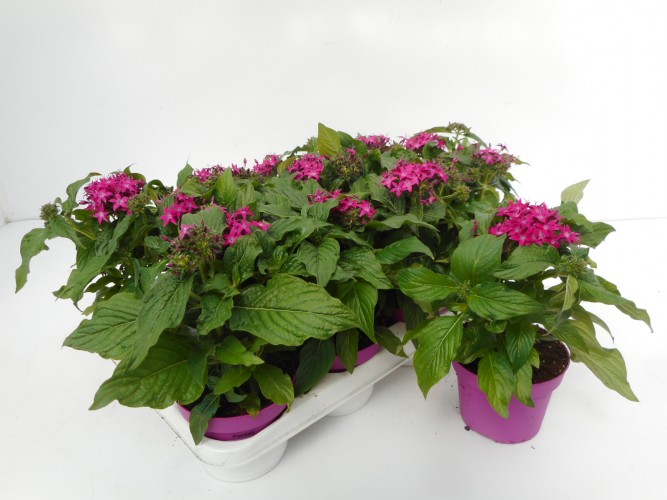 Pentas lanceolata rood Pentas lanceolata rood