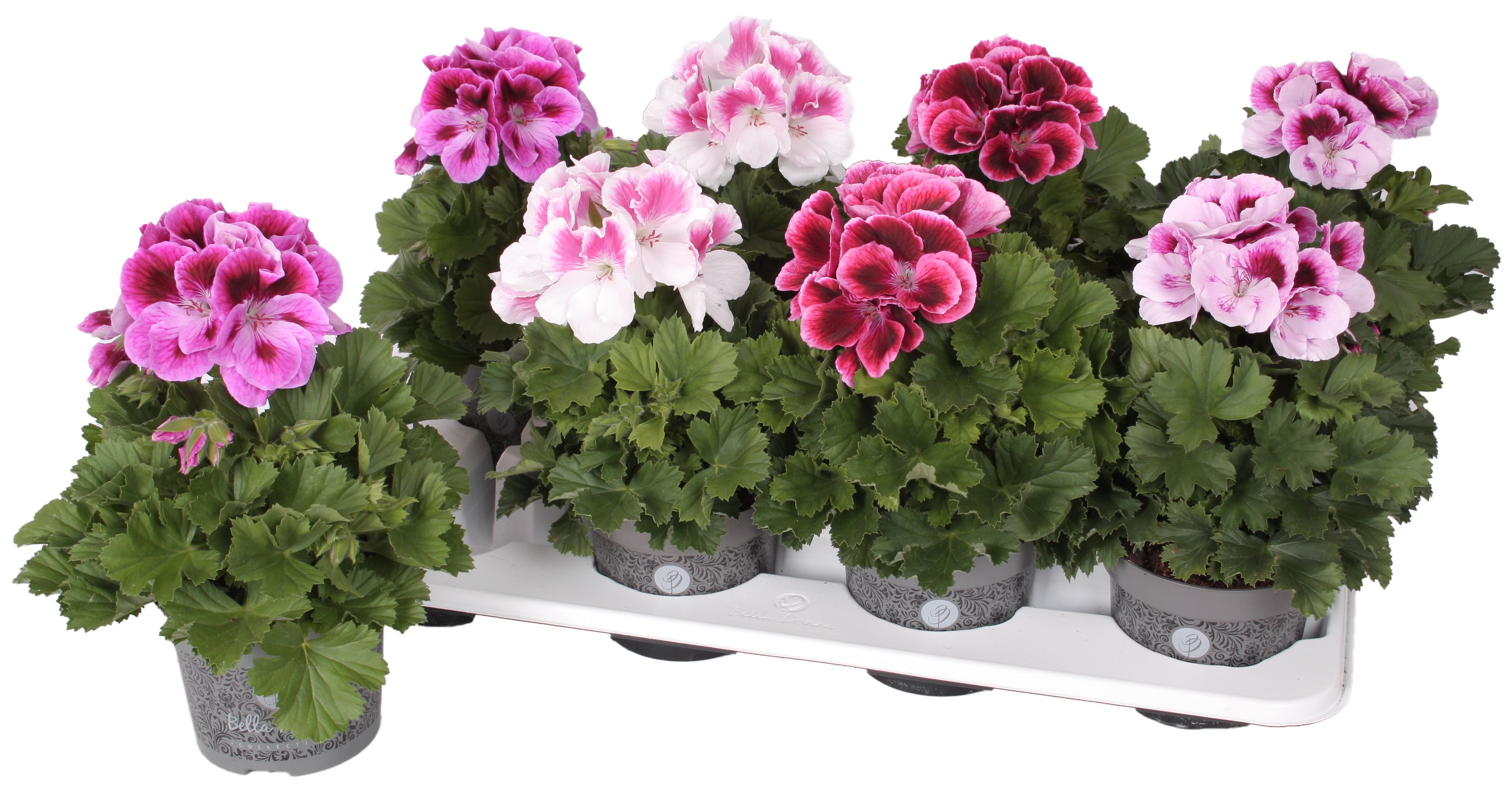 Pelargonium grandiflora mix