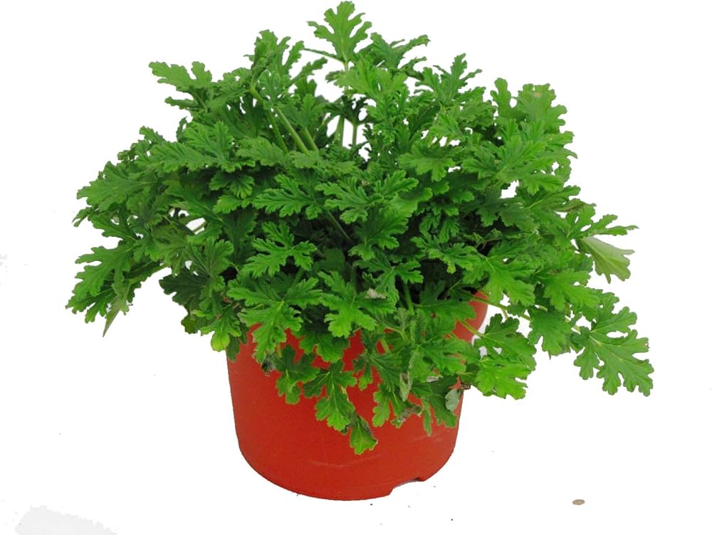 Pelargonium graveolens Mosquito Fighter Fresh&Fruity Pelargonium graveolens Mosquito Fighter Fresh&Fruity