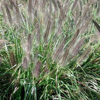 Pennisetum alop. 'Moudry' Pennisetum alop. 'Moudry'
