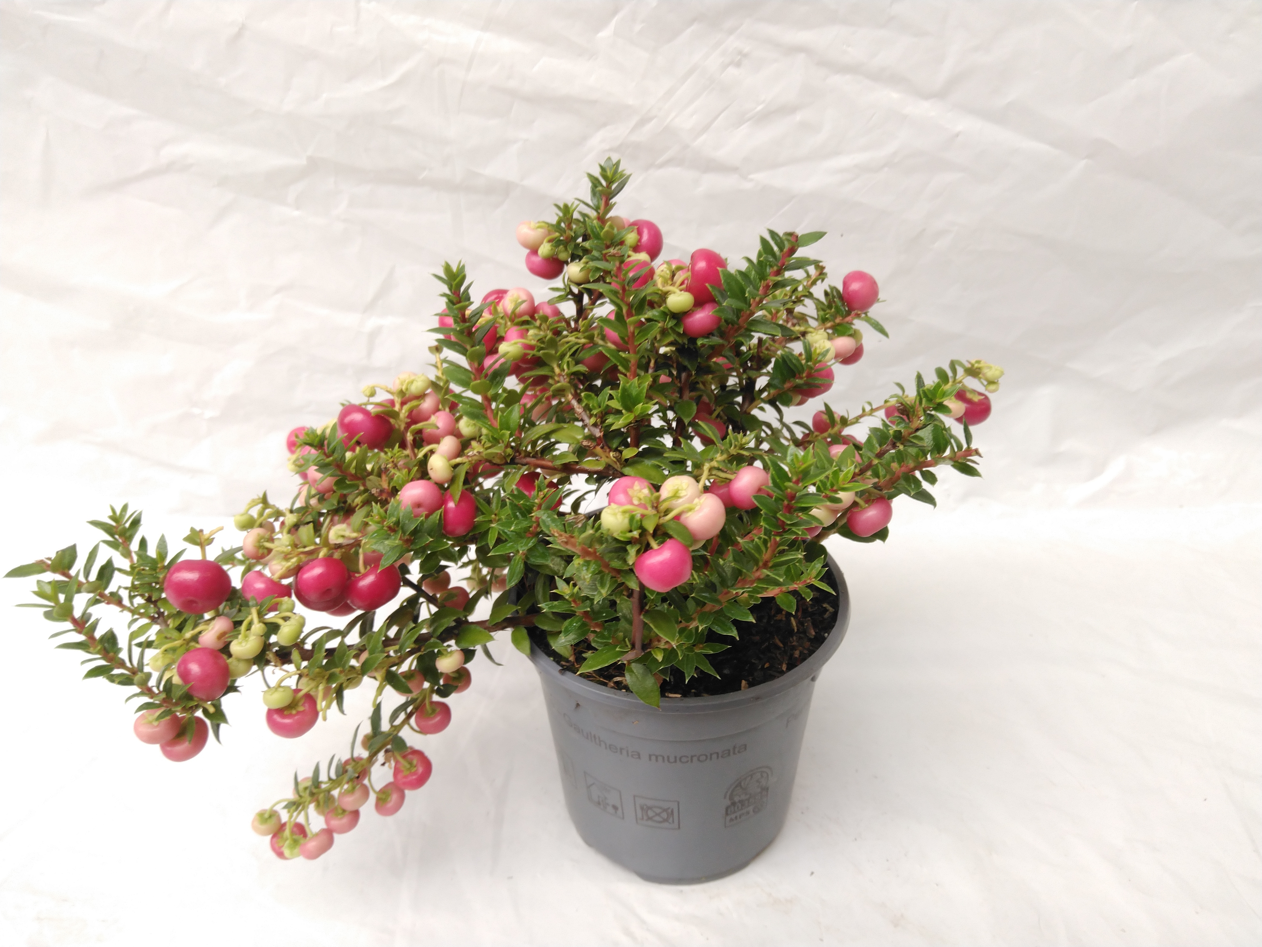 Pernettya mucronata mix