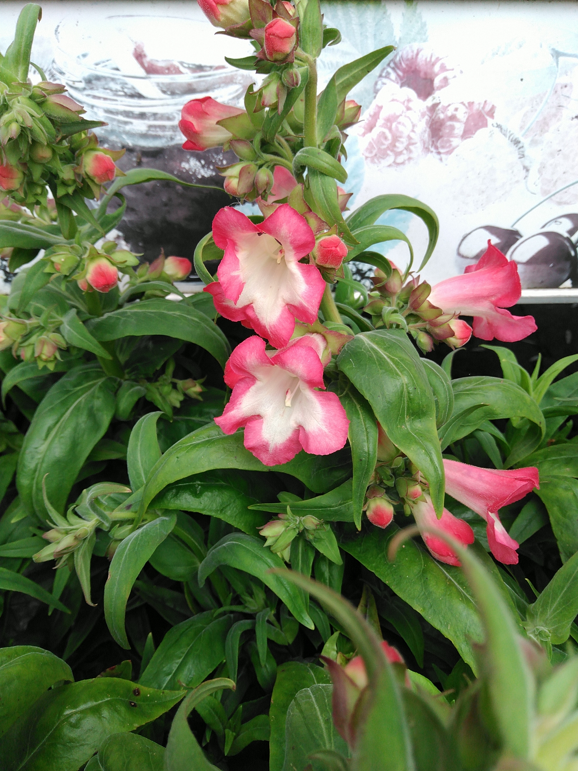 Penstemon hartwegii Rose