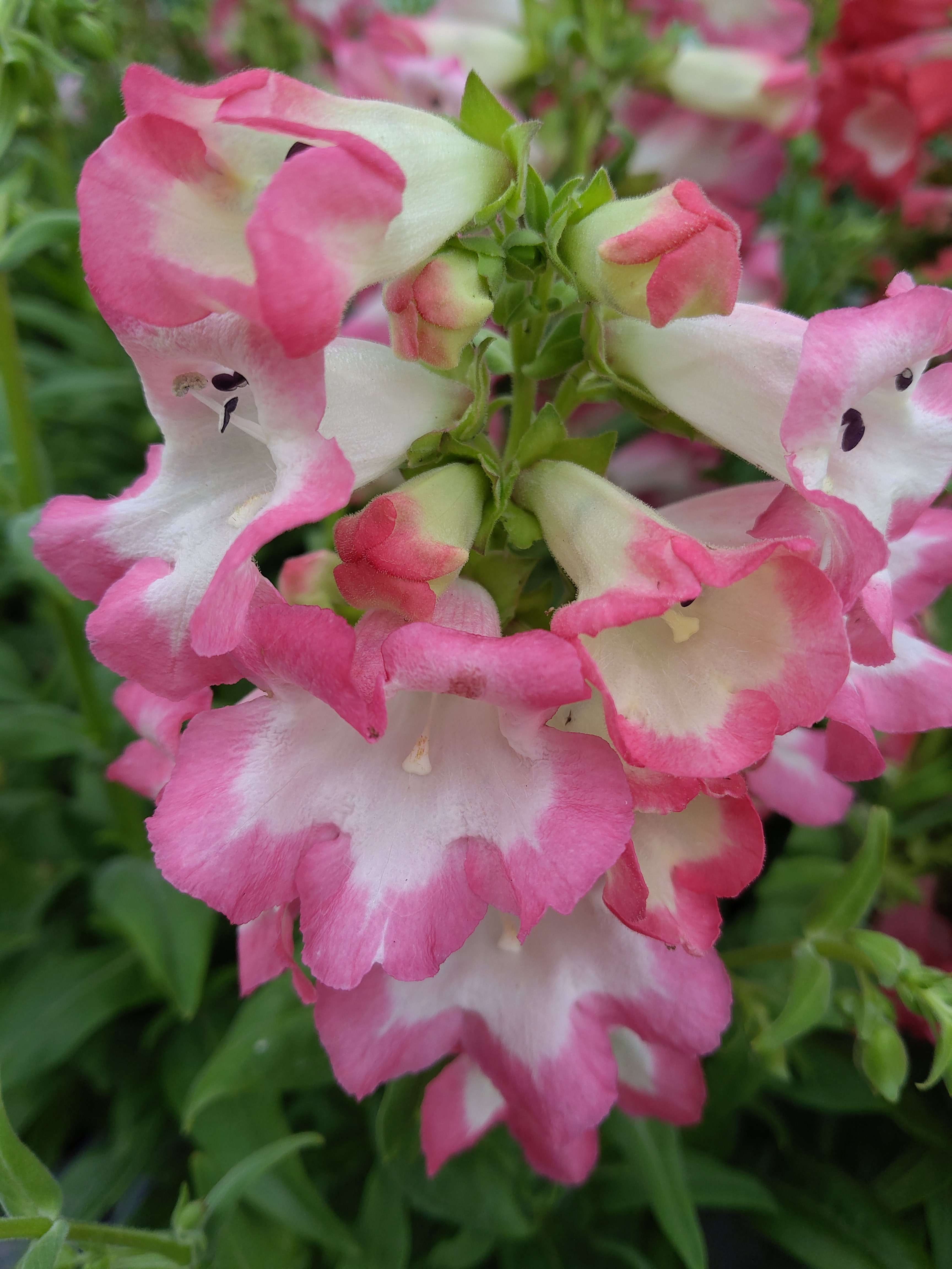 Penstemon hartwegii Rose