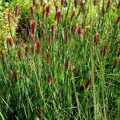 Pennisetum massaicum 'Red Bunnytails' Pennisetum massaicum 'Red Bunnytails'