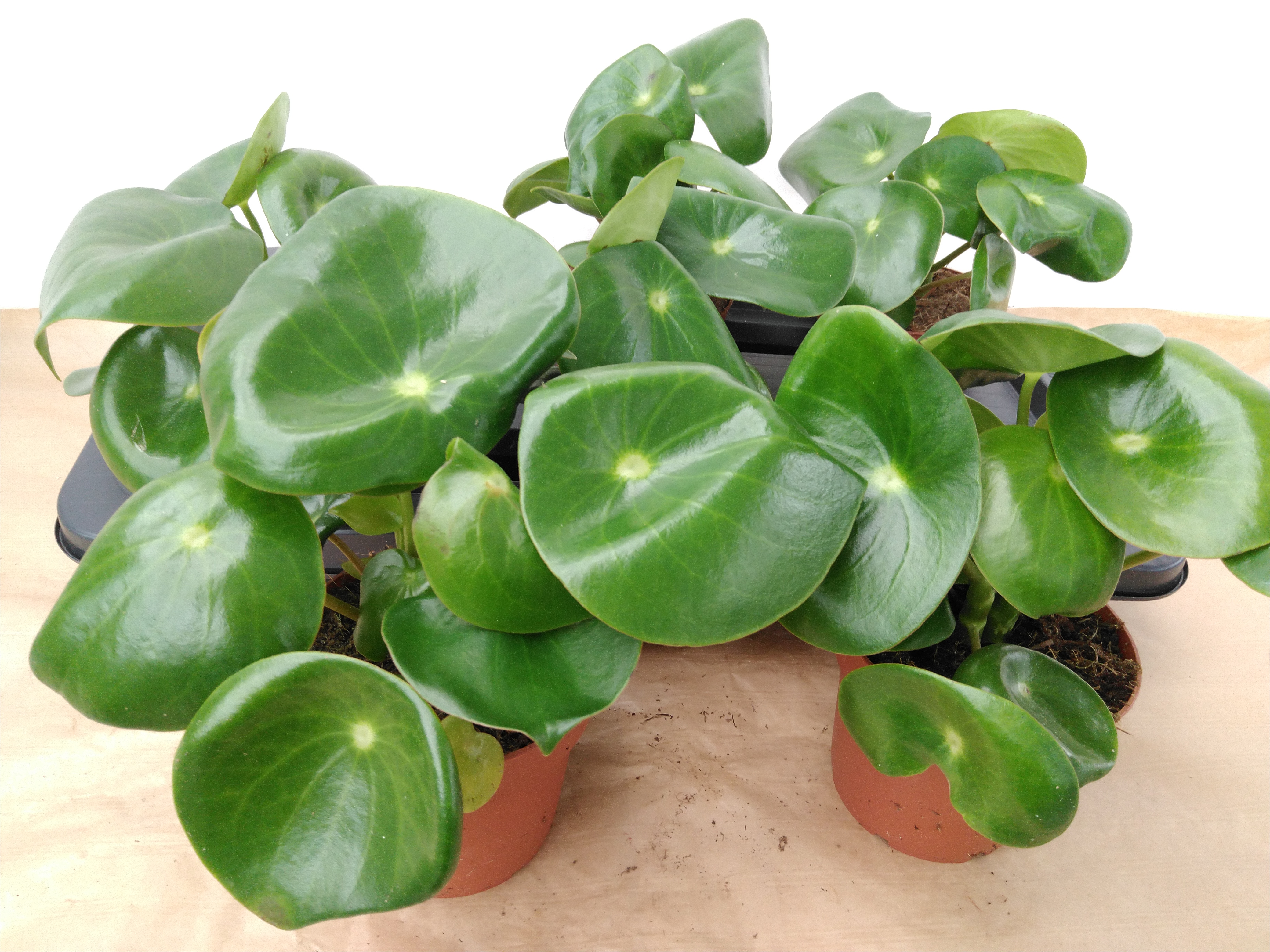 Peperomia polybotrya 'Raindrop'