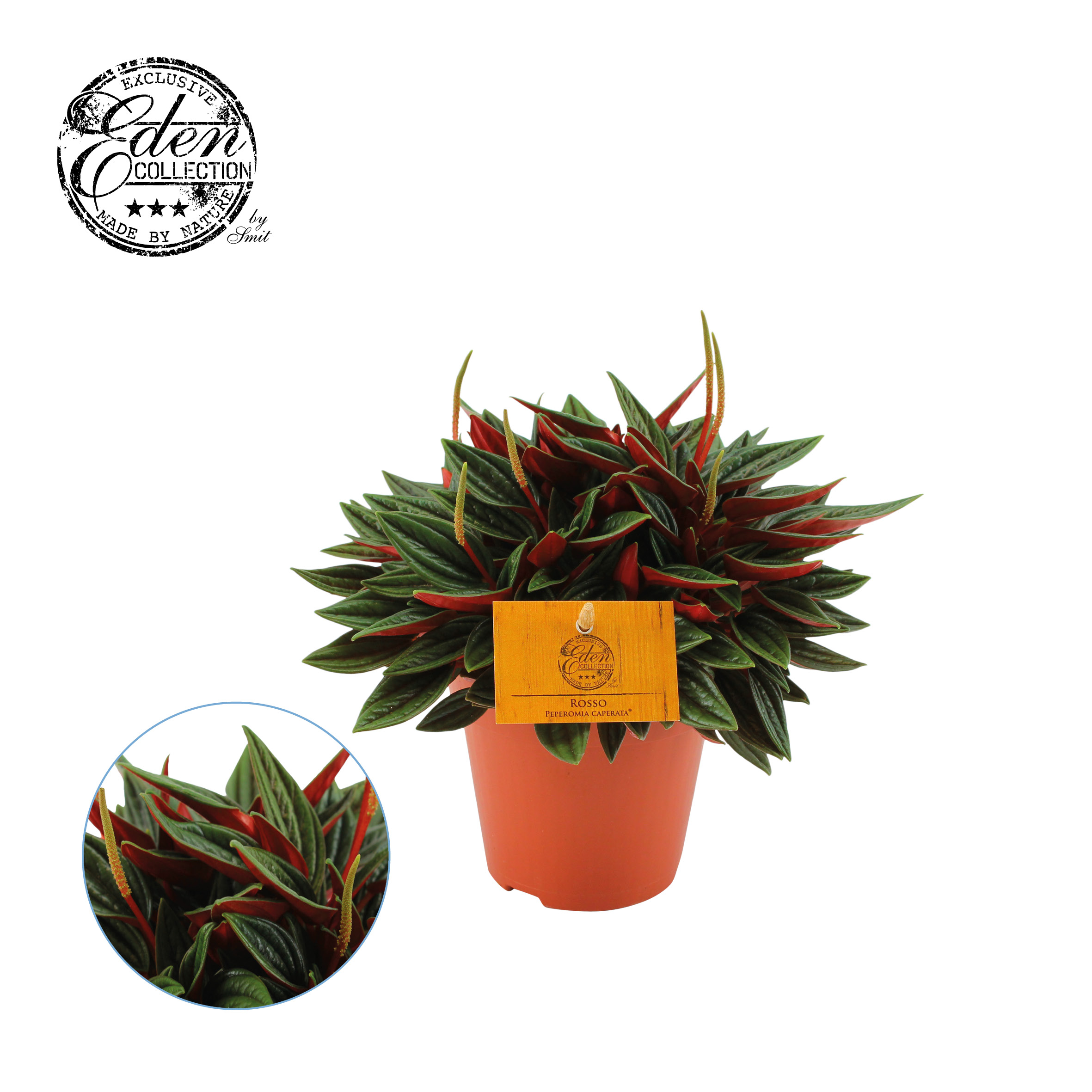 Peperomia 'Rocca Scuro' .