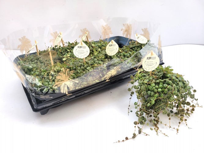 Peperomia prostrata Peperomia prostrata